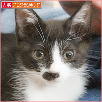 子猫たちのおしらせ_a0389088_09312015.jpg