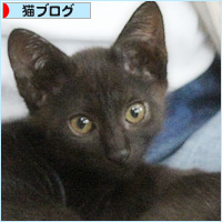 子猫たちのおしらせ_a0389088_09312026.jpg