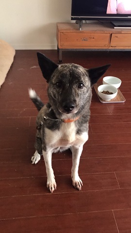 あいつ今何してる?(卒業犬猫たち)_f0242002_06364332.jpg