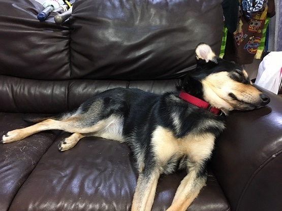 あいつ今何してる?(卒業犬猫たち)_f0242002_06365195.jpg