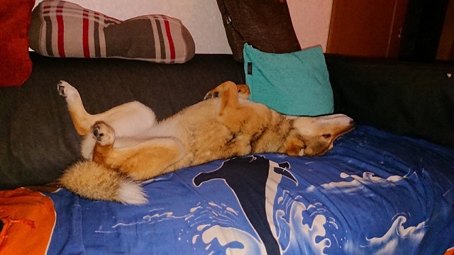 あいつ今何してる?(卒業犬猫たち)_f0242002_06381604.jpg