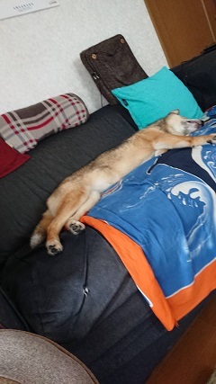 あいつ今何してる?(卒業犬猫たち)_f0242002_06382271.jpg