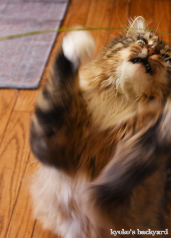 天然の猫じゃらしを進呈したら_b0253205_09371424.jpg