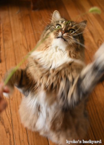 天然の猫じゃらしを進呈したら_b0253205_09371428.jpg