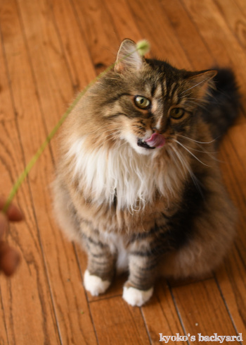 天然の猫じゃらしを進呈したら_b0253205_09371446.jpg