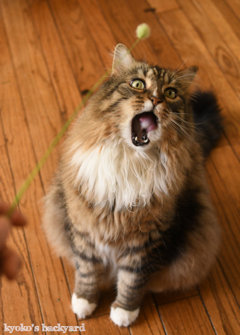 天然の猫じゃらしを進呈したら_b0253205_09371463.jpg