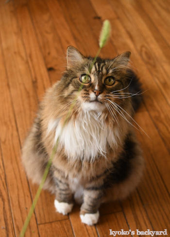 天然の猫じゃらしを進呈したら_b0253205_09392682.jpg