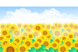 ひまわり畑が見頃 景観作物の植栽 7 14 徳ちゃん便り