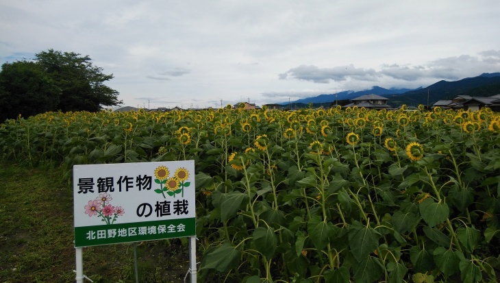 ひまわり畑が見頃 景観作物の植栽 7 14 徳ちゃん便り ひまわり畑が見頃 景観作物の植栽 7 14 徳ちゃん便り