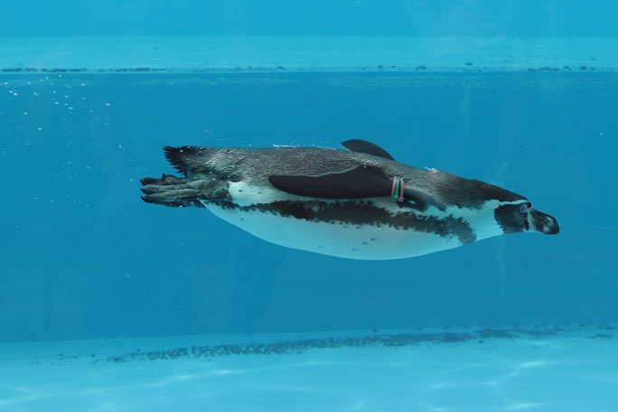 ペンギンヒルズのヒナたち（埼玉県こども動物自然公園 September 2019）_b0355317_21144492.jpg