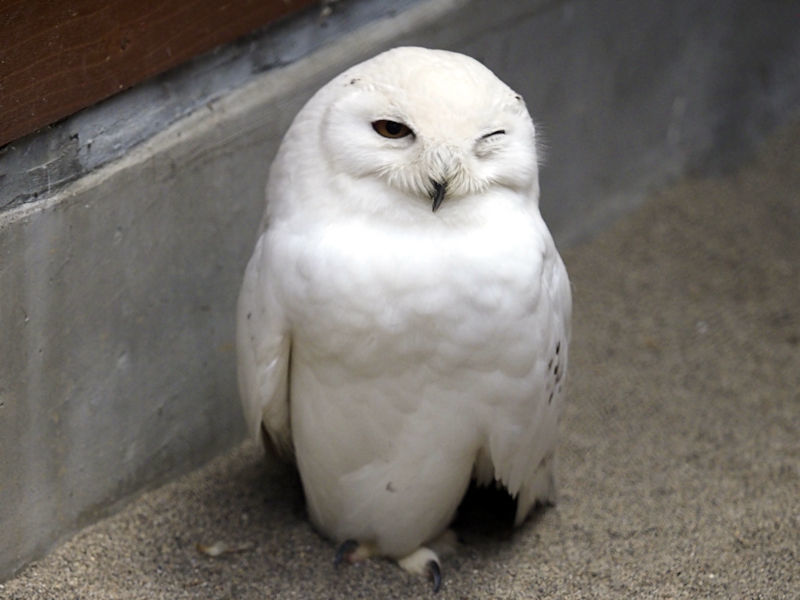 シロフクロウの赤ちゃん 動物園放浪記