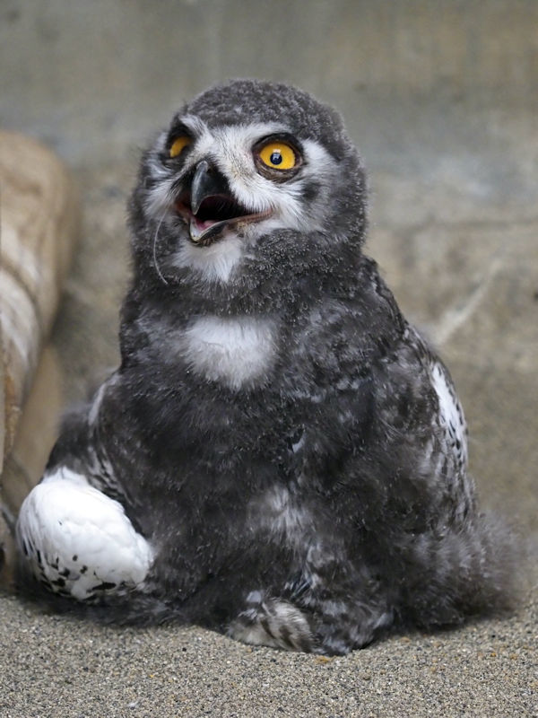 シロフクロウの赤ちゃん : 動物園放浪記