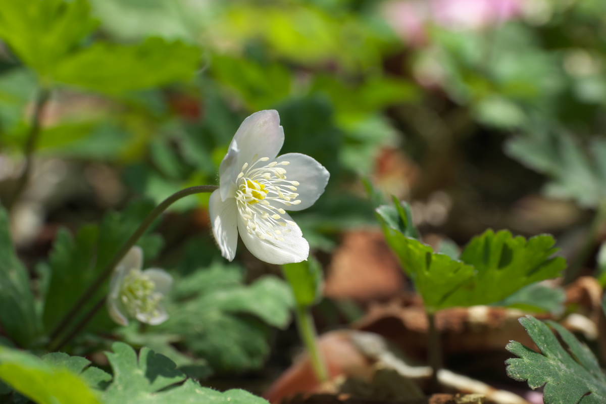 今日の花 二輪草いろいろ 山野草あそび 今日の花 二輪草いろいろ 山野草あそび