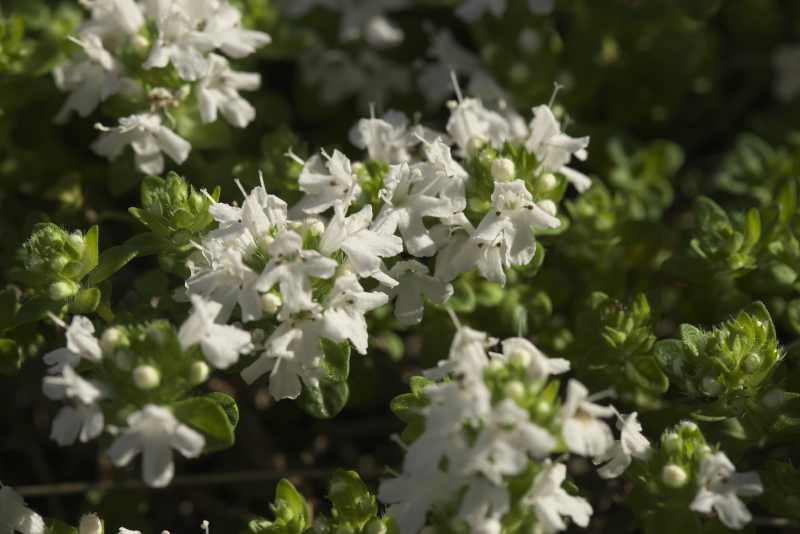 暑い日に咲く白い花達 高山植物他 山野草あそび