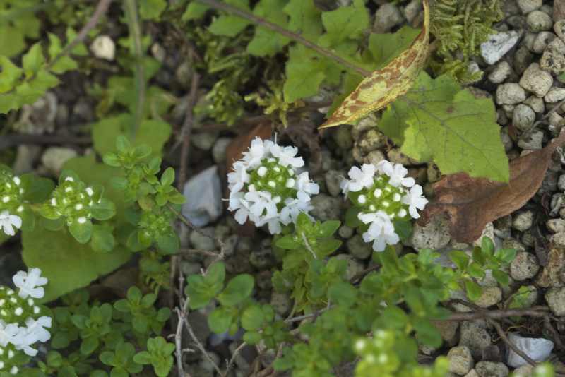 暑い日に咲く白い花達 高山植物他 山野草あそび