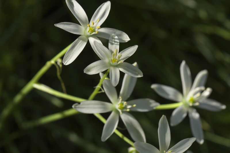 暑い日に咲く白い花達 高山植物他 山野草あそび