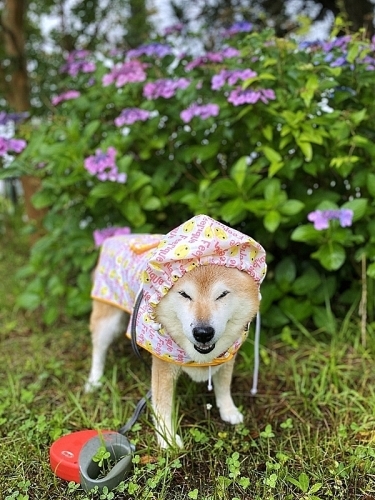 雨、雨、降れ降れ、もっと降れ~♪_b0314043_07433586.jpg
