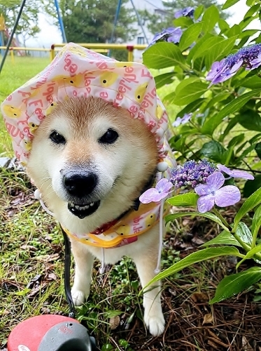 雨、雨、降れ降れ、もっと降れ~♪_b0314043_07441783.jpg