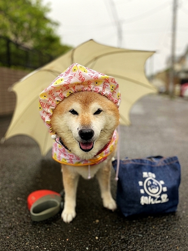 雨はいつまで降り続く_b0314043_08060428.jpg