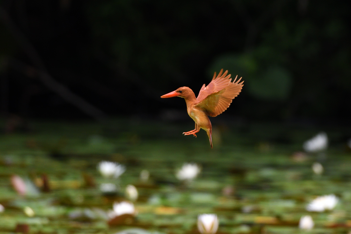 アカショウビンのホバリング 鳥 撮り トリミング