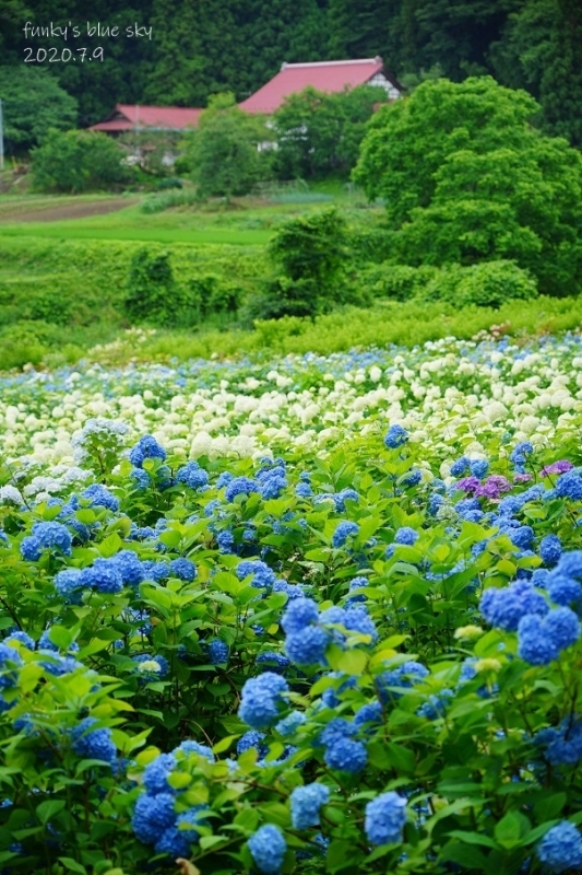 みちのくあじさい園 紫陽花のお花畑 Funky S Blue Sky