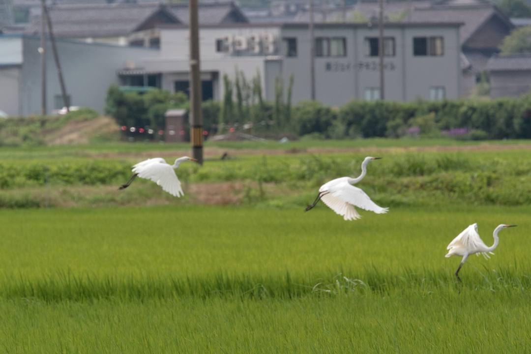 過写_e0403850_21050833.jpg