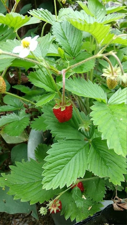 みんなと同じに見えるレンズがあればいいな!_a0399157_13051770.jpg