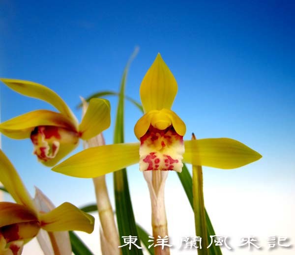 中国春蘭黄花　　　　　　　　　　　　No.2039_d0103457_23582952.jpg
