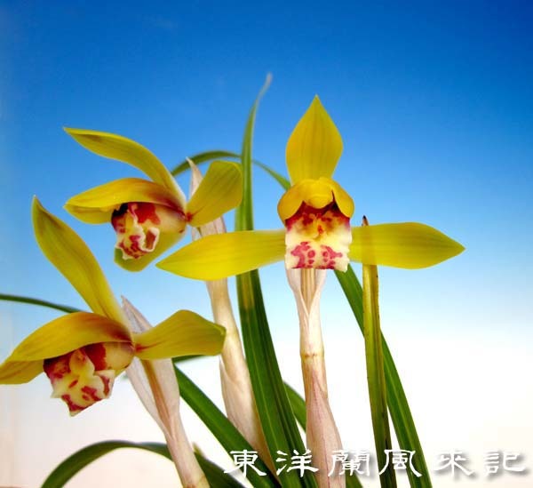 中国春蘭黄花　　　　　　　　　　　　No.2039_d0103457_23583563.jpg