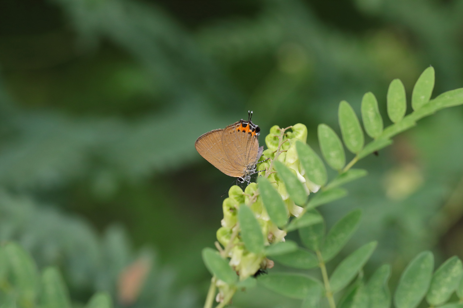 ミヤマカラスシジミ 2020 : Lycaenidaeの蝶鳥撮影日記