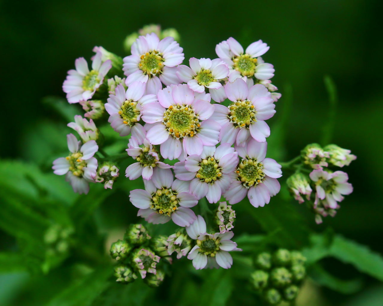 梅雨さ中 またまたレイクガーデンで花や虫_c0305565_17522956.jpg