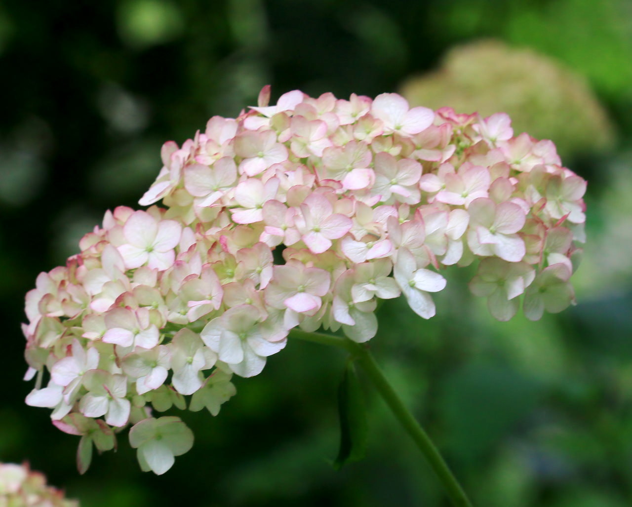 梅雨さ中 またまたレイクガーデンで花や虫_c0305565_17542301.jpg