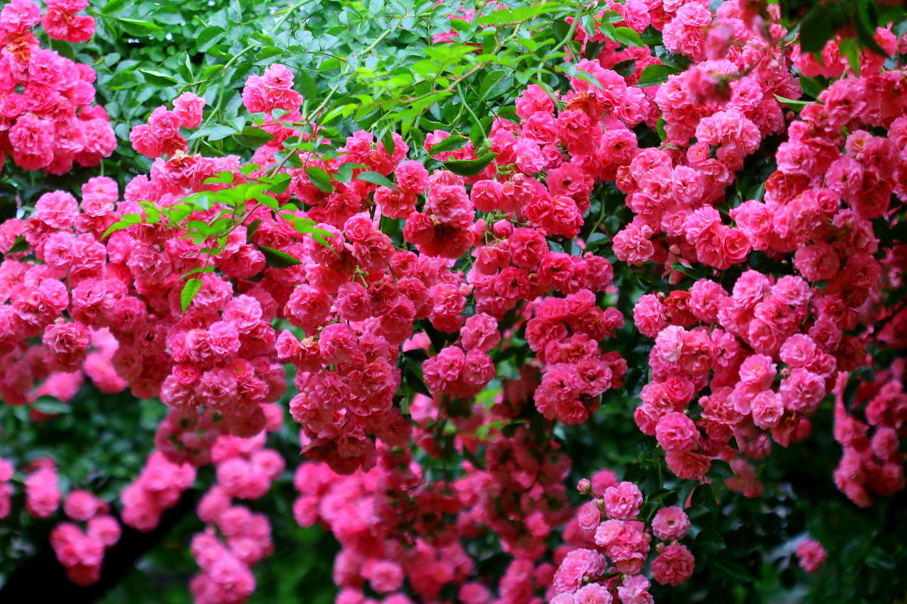 梅雨さ中 またまたレイクガーデンで花や虫_c0305565_18025542.jpg
