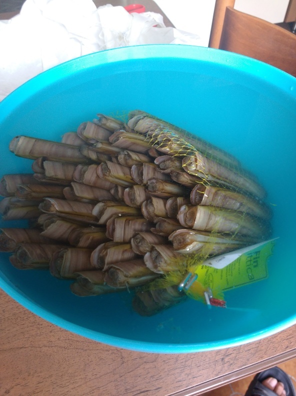 魚喰い日記 Cannolicchio マテ貝 コントリ コントラバスでトリエステ ヌオーヴォ