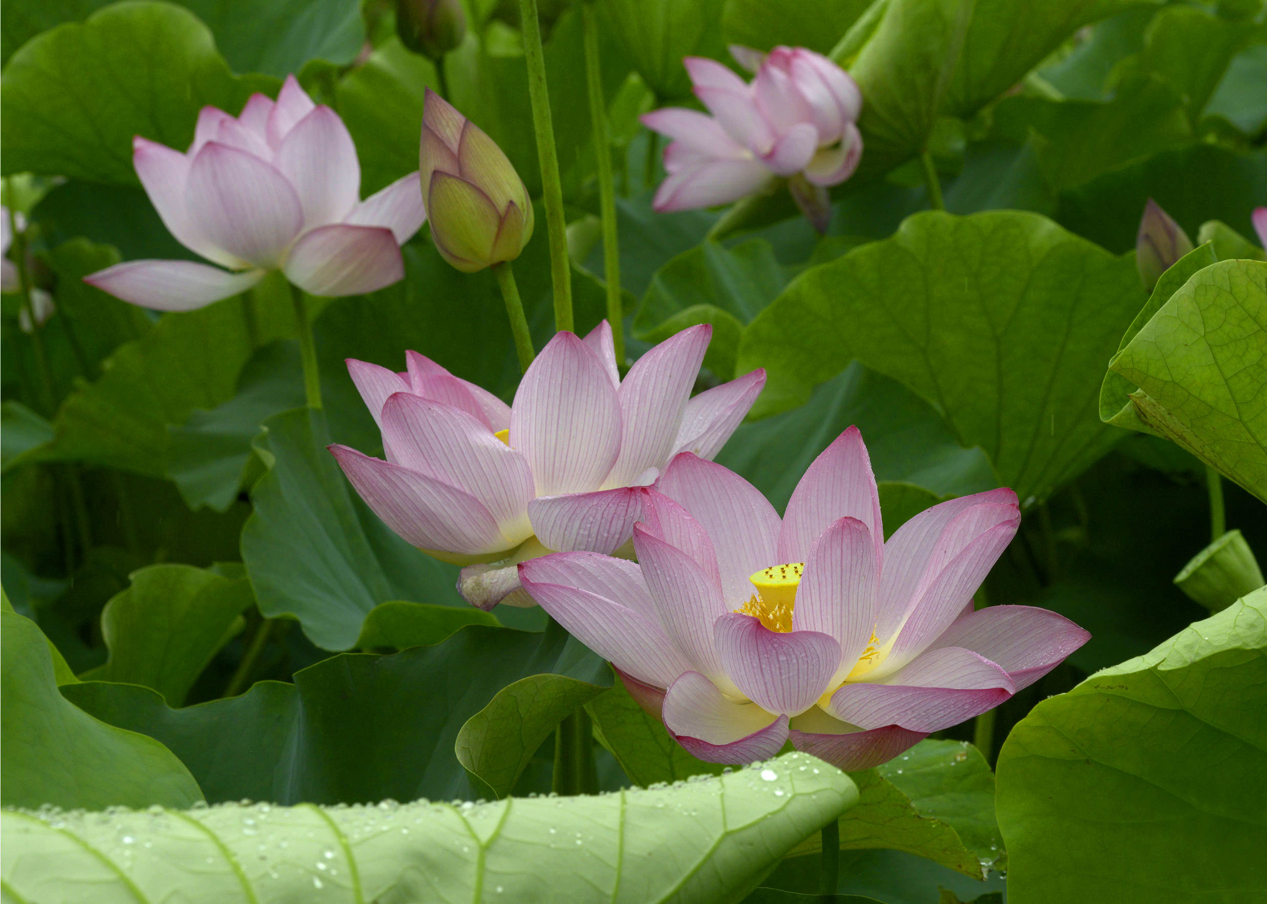 蓮の花 In 長久手 再編あり Photokiti写真日誌 蓮の花 In 長久手 再編あり Photokiti写真日誌
