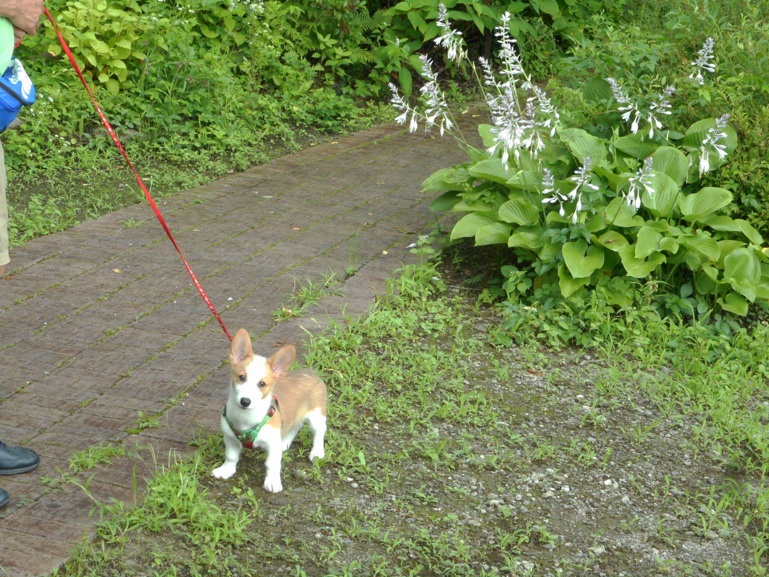 雨の日もタッタカ おてんばコーギーsakuraのとwakabaのダイアリー