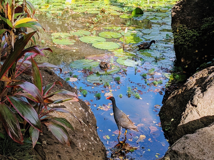 ワイメア植物園_f0328897_06080860.jpg