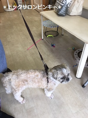 今日は王子のドナドナデー。_f0372998_21310366.jpg