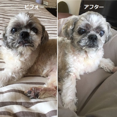 今日は王子のドナドナデー。_f0372998_21312577.jpg