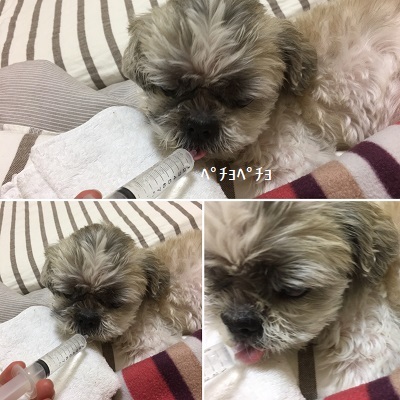 今日は王子のドナドナデー。_f0372998_21313327.jpg