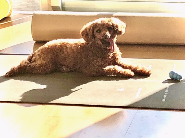 あいつ今何してる?(卒業犬猫たち)_f0242002_17222844.jpg