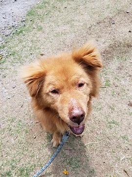 あいつ今何してる?(卒業犬猫たち)_f0242002_17225378.jpg