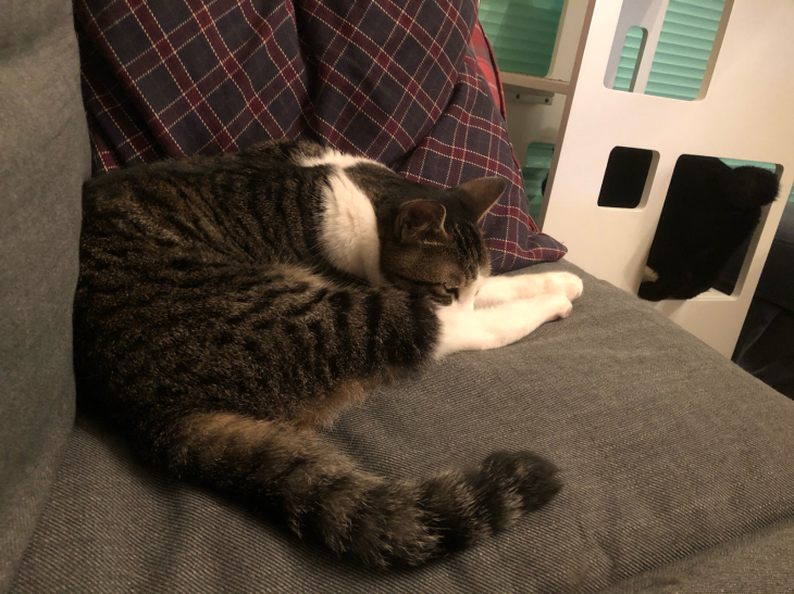ショックで立ち直れないですぅ まいにちサン太ですぅ ショックで立ち直れないですぅ まいにちサン太ですぅ