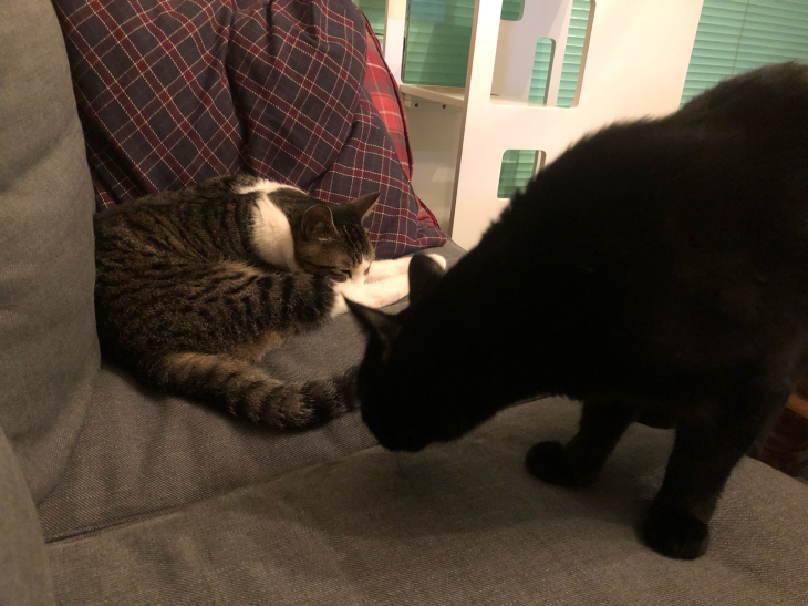 ショックで立ち直れないですぅ まいにちサン太ですぅ ショックで立ち直れないですぅ まいにちサン太ですぅ
