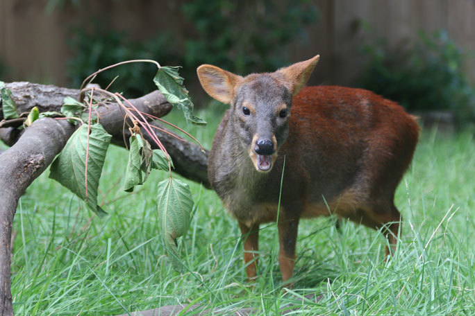 熱愛！プーズーカップル！！（埼玉県こども動物自然公園 September 2019）_b0355317_20515942.jpg