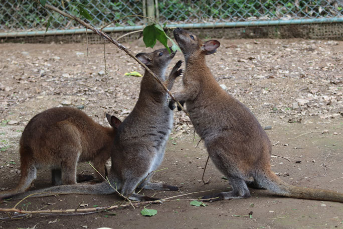 熱愛！プーズーカップル！！（埼玉県こども動物自然公園 September 2019）_b0355317_21015763.jpg