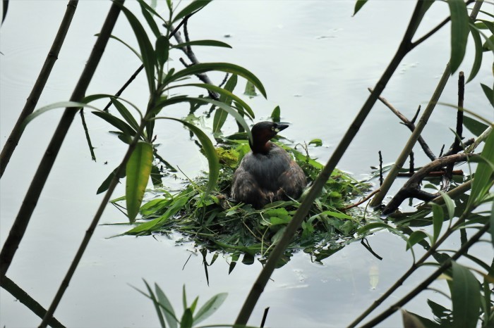 大宮公園の野鳥_d0150720_18331321.jpg