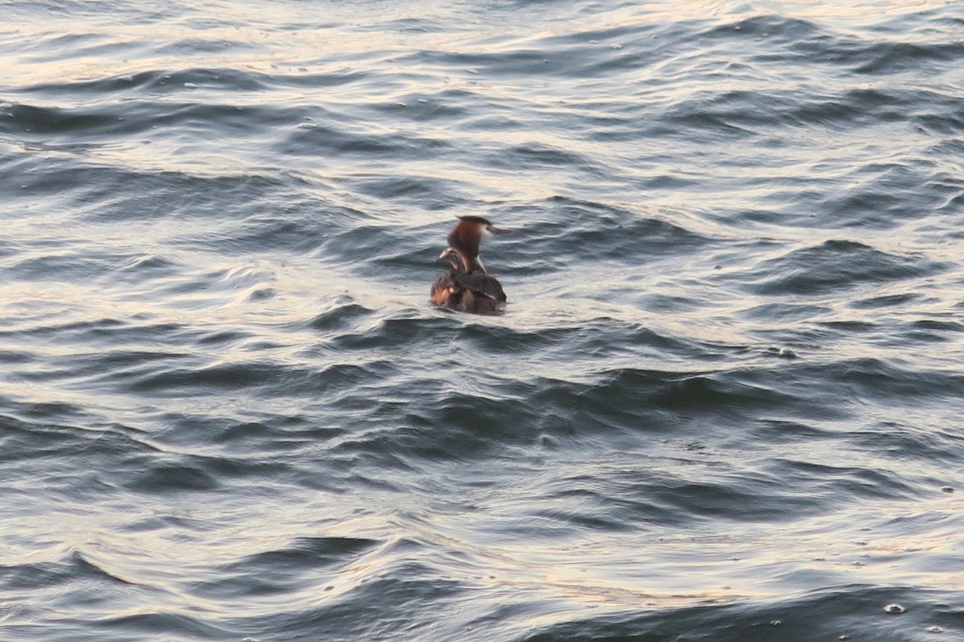 夕どきの子連れカンムリカイツブリ、トラジメーノ湖_f0234936_2115929.jpg