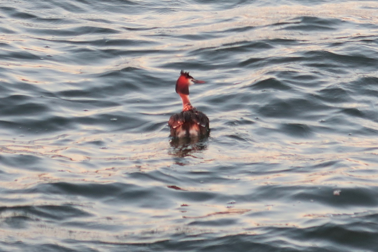 夕どきの子連れカンムリカイツブリ、トラジメーノ湖_f0234936_2192916.jpg
