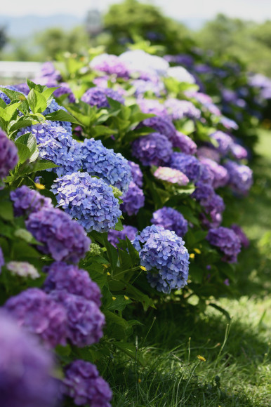 紫陽花(5)_c0093046_13313497.jpg
